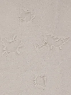 Damen Konstantin Starke – Fransenschal aus Strickgewebe Beigegrau